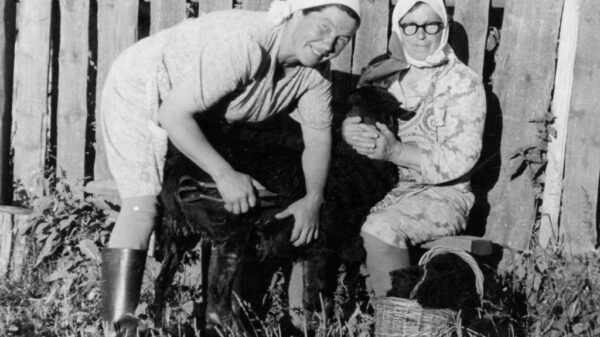 Овечья парикмахерская, Деревня Блиново, Костромская область, Макарьевский район